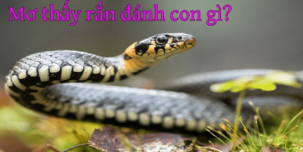 Đánh đề may mắn với giấc mơ thấy rắn tâm linh